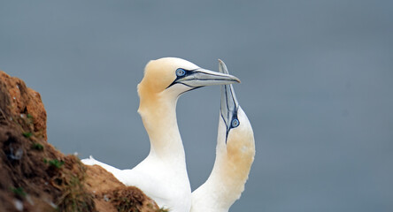 Basstölpel am Bempton Head