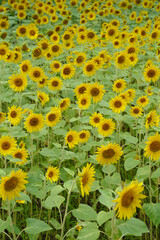 小さいひまわりが一面に咲く、日本の神奈川県横須賀市のくりはま花の国