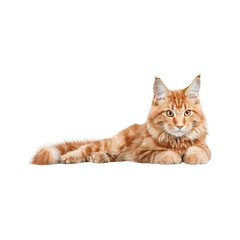 Orang cat isolated on white background