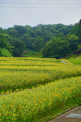 小さいひまわりが一面に咲く、日本の神奈川県横須賀市のくりはま花の国