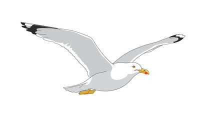 Fototapeta premium Elegant seagull soars effortlessly across a canvas of pure white, evoking freedom and the wild allure of the endless marine horizon
