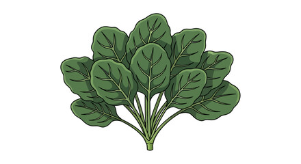 Illustration of fresh spinach leaves bundle showcasing detailed veins and a vibrant green hue, perfect for culinary or health-related design