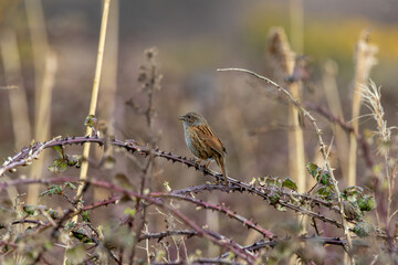 Dunnock (Prunella modularis) commonly found in woodlands parks and gardens across Europe
