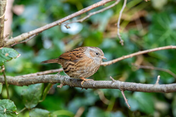 Dunnock (Prunella modularis) commonly found in woodlands parks and gardens across Europe