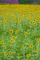 小さいひまわりが一面に咲く、日本の神奈川県横須賀市のくりはま花の国