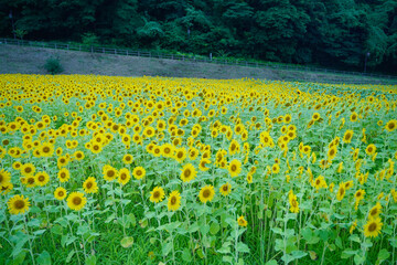 小さいひまわりが一面に咲く、日本の神奈川県横須賀市のくりはま花の国
