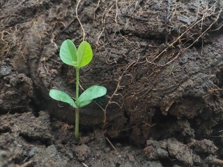 A fresh green plant grows in the land