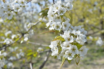 Pear flower in full bloom in spring
