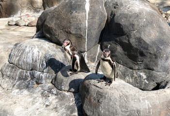 Two Humboldt penguins standing on a large rock in their enclosure, likely at a zoo or nature park