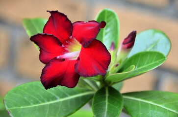 The beautiful red desert rose flower (Adenium obesum Balf)
