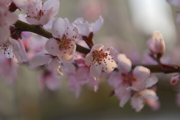 In full bloom in the peach blossom