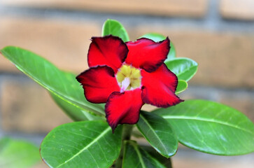 The beautiful red desert rose flower (Adenium obesum Balf)