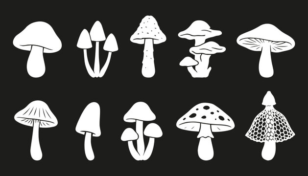 Silhouettes of different species of mushrooms. Boletus, Psilocybe, Amanita muscaria, Pleurotus ostreatus, Agaricus campestris, Mycena, Coprinus, Hypholoma, Phallus indusiatus, armillaria mellea.