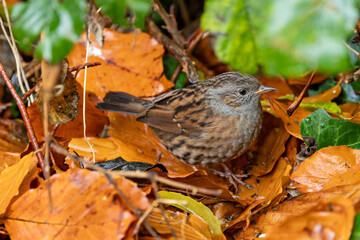 Dunnock (Prunella modularis) commonly found in woodlands parks and gardens across Europe
