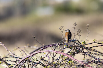 Dunnock (Prunella modularis) commonly found in woodlands parks and gardens across Europe