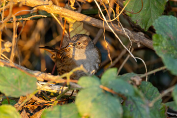 Dunnock (Prunella modularis) commonly found in woodlands parks and gardens across Europe