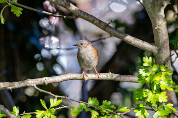 Dunnock (Prunella modularis) commonly found in woodlands parks and gardens across Europe