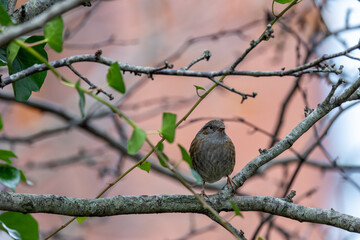 Dunnock (Prunella modularis) commonly found in woodlands parks and gardens across Europe