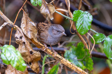 Dunnock (Prunella modularis) commonly found in woodlands parks and gardens across Europe