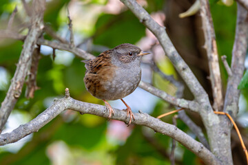 Dunnock (Prunella modularis) commonly found in woodlands parks and gardens across Europe