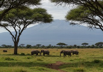 Wide View of Kilimanjaro Savannah with Elephants Grazing and Acacia Trees
