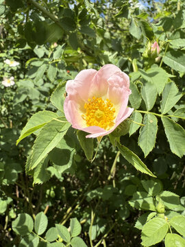 Rosaceae Ackerrose Hundsrose Rose Caninae Wildrose Heckenrose Heiderose field dog wild white pink heather rose nature pink White rosa floral Beautiful