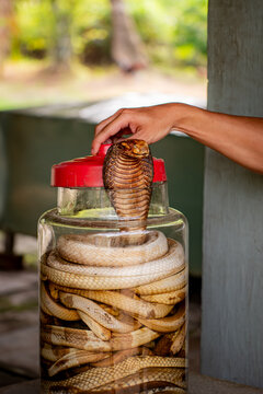 a cobra snake in a jar in the Mekong Delta area of Vietnam