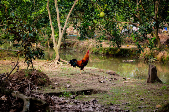 rooster in the Mekong Delta area of Vietnam