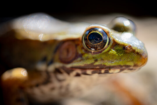closeup of a frog