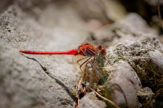 closeup of a dragonfly on a rock