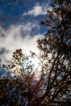 Fototapeta reflection of trees in a lake