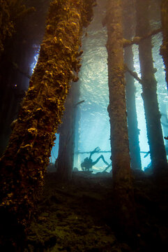 pylons of a pier underwater while scuba diving Cura&ccedil;ao