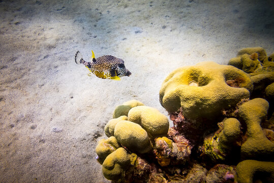 coral reef with fish underwater while scuba diving Cura&ccedil;ao