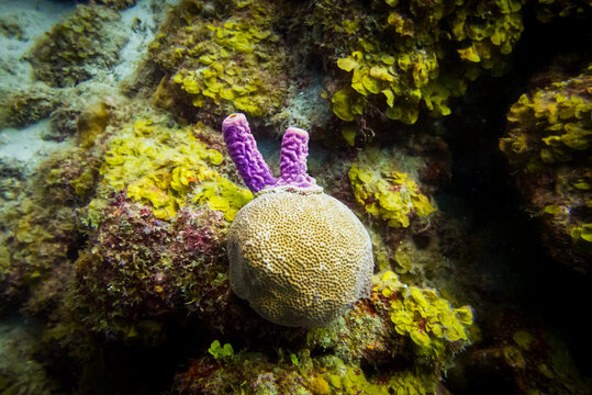 coral reef in the sea underwater while scuba diving Cura&ccedil;ao