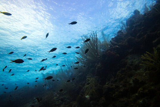 school of fish underwater while scuba diving Cura&ccedil;ao