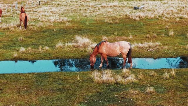 Cavalo Marrom Bebendo &Aacute;gua em Lago Natural no Campo &ndash; V&iacute;deo em 4K C&acirc;mera Lenta