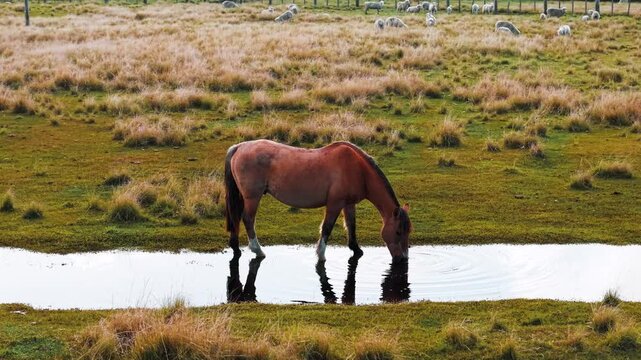 Cavalo Marrom Bebendo &Aacute;gua em Riacho no Campo &ndash; V&iacute;deo em 4K C&acirc;mera Lenta