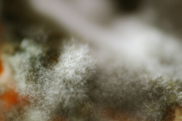 Macro shot of white mycelium covered rotten fruit surface
