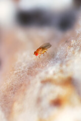 Fruit flies often lay their eggs in rotten fruit and other soft, sweet, organic materials