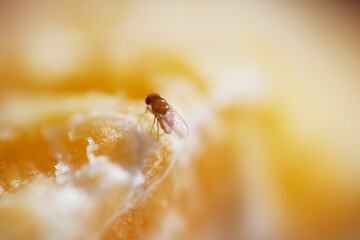 Fruit flies often lay their eggs in rotten fruit and other soft, sweet, organic materials