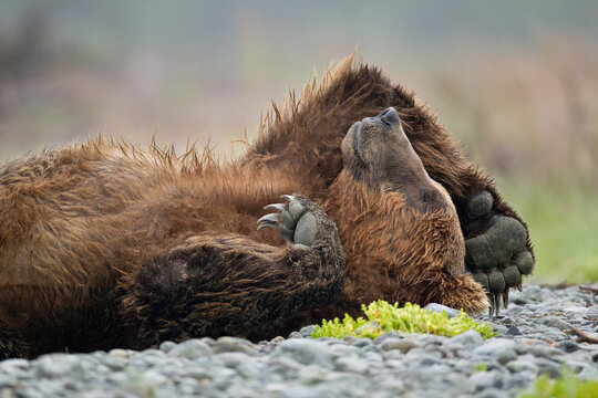 Relaxing brown bear sleeping on its back