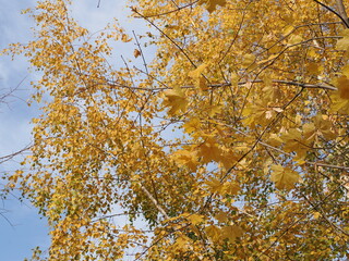 Fototapeta premium Foliage in the park. Autumn fall leaves of maple trees. Autumn fall leaves in sunlight. Natural autumn background. Autumnal background. Foliage, falling leaves background. Autumn leaf. Autumnal mood.