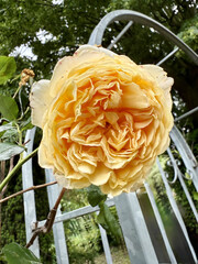 Roses Rosids Flower Love Red Yellow White Thorns Plant Shrub Spines Wild Roses Cultivated Roses Blossoms Bouquet Gift Valentine's Day Wedding Anniversary Meadow Gardener Water Spines Ornamental Plant