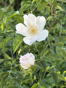 Rosaceae Ackerrose Hundsrose Rose Caninae Wildrose Heckenrose Heiderose field dog wild white pink heather rose nature pink White rosa floral Beautiful