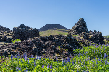 View of Eldfell volcano through lava with Alaskan Lupines on Heimaey island in Iceland
