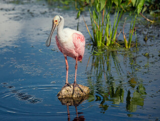 Roseate Spoonbill in Florida lake