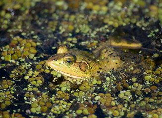 American Bullfrog in Florida Swamp