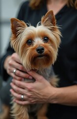 Adorable Yorkshire Terrier dog receiving grooming. Skilled groomer holds small purebred pet with gentle hands. Clean furry animal in salon, ready for haircut. Cute puppy, domestic companion.
