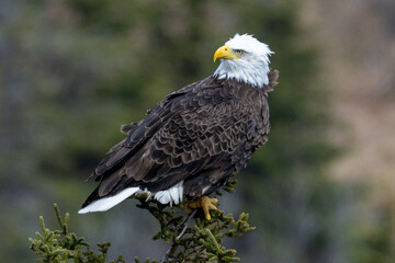 A large adult bald eagle perched on top of an evergreen tree. The mature bird has a bright yellow...