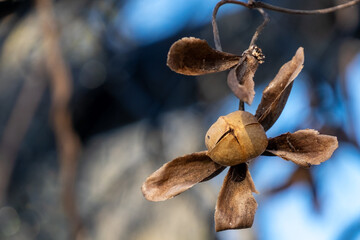 A close-up of a large faded and dried magnolia flower bronze color. The blossom has four cup or bowl-shaped petals with large leathery leaves. The dead bloom has a seed pod at the center of the flower